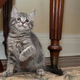 Image for article titled Why Is the Canadian Prime Minister Posting Cat Pictures On Google+?